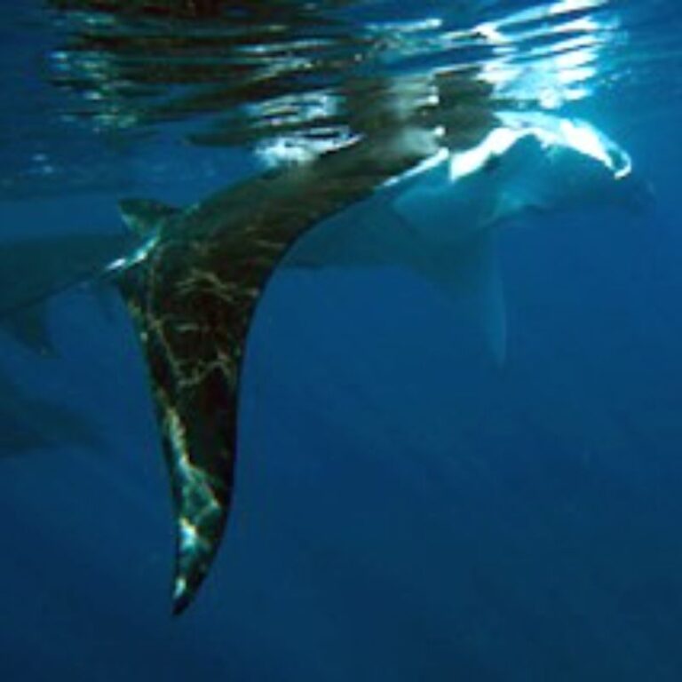 diving-03