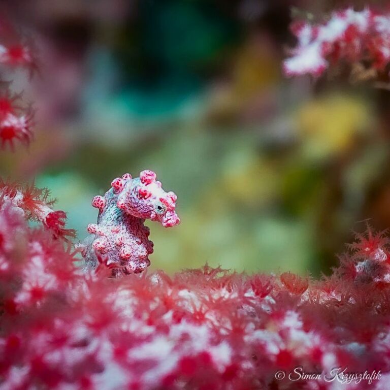 diving-05