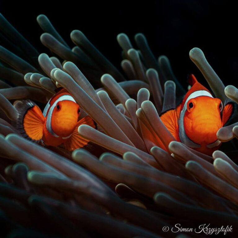 diving-06