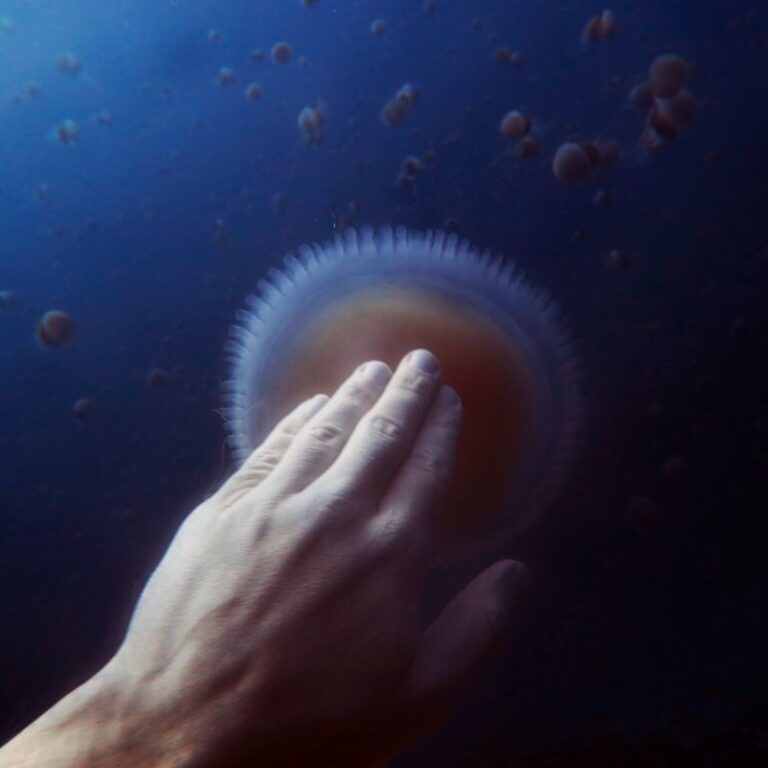 diving-07