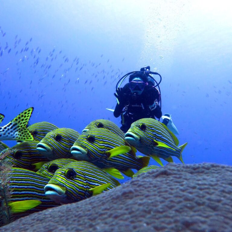 diving-09