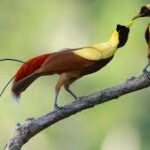 Bird of Paradise Watching Trip